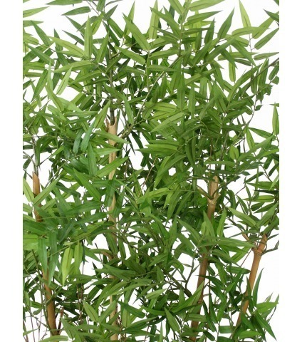 Haie de bambous orientale