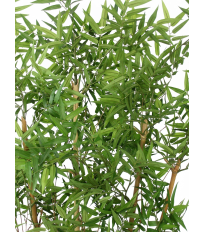 Haie de bambous orientale