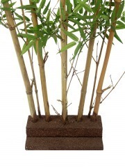 Haie de bambous orientale