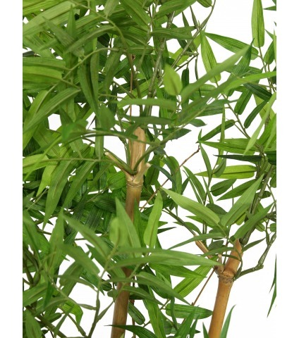 Haie de bambous orientale