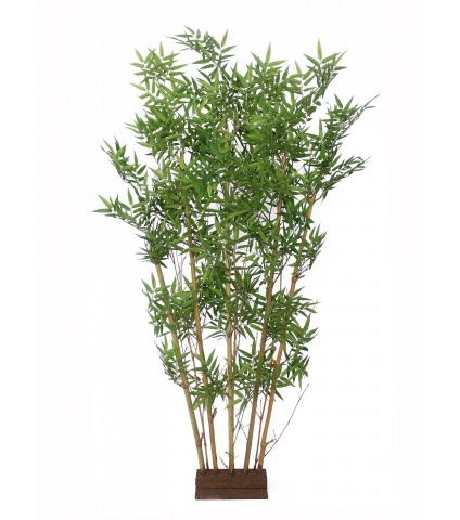 Haie de bambous orientale