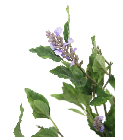 Sauge officinale artificielle