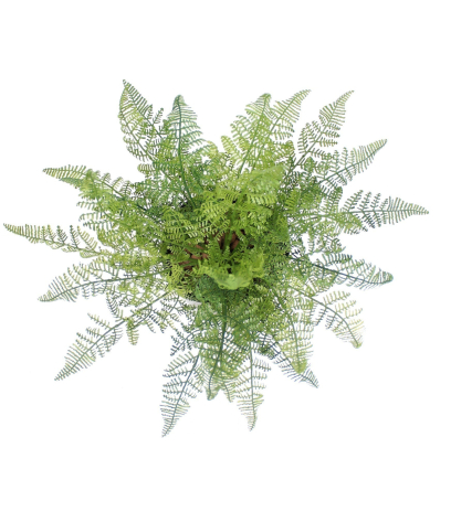 Fougère davallia bullata artificielle