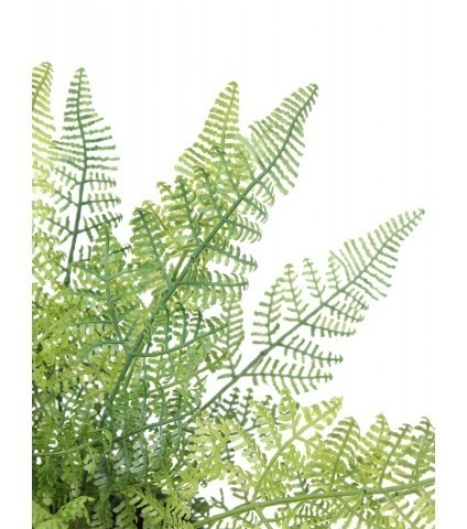 Fougère davallia bullata artificielle