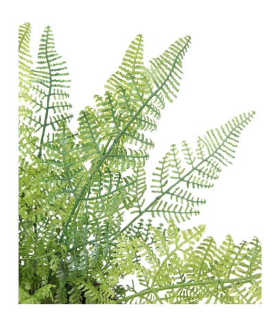 Fougère davallia bullata artificielle