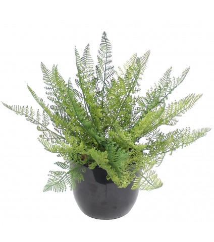 Fougère davallia bullata artificielle