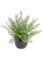 Fougère davallia bullata artificielle