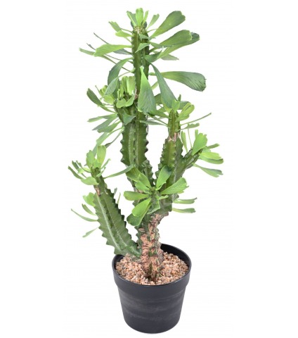 Euphorbe lactée artificielle