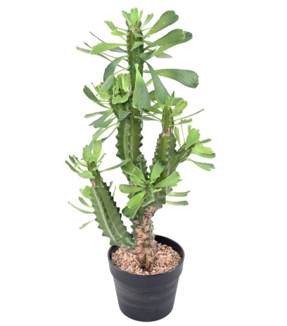 Euphorbe lactée artificielle