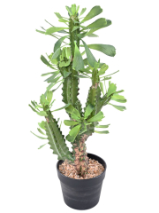 Euphorbe lactée artificielle