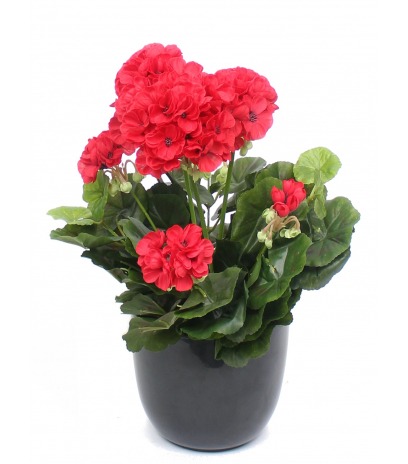 Géranium artificiel rouge