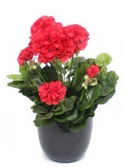 Géranium artificiel rouge