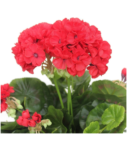 Géranium artificiel rouge
