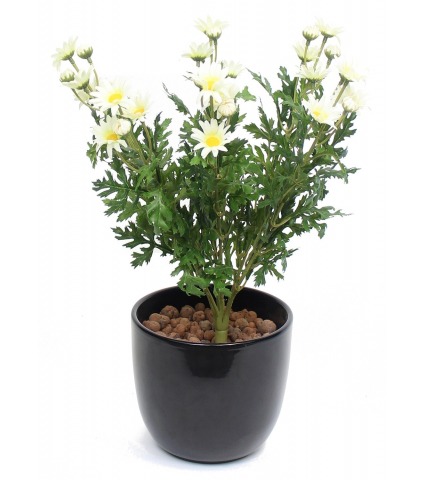 Pâquerette artificielle