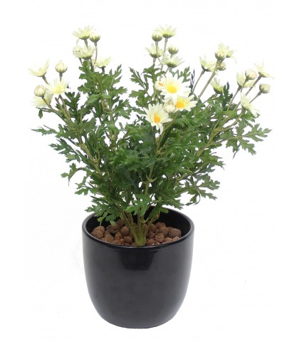 Pâquerette artificielle