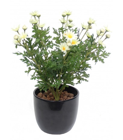 Pâquerette artificielle