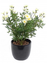 Pâquerette artificielle