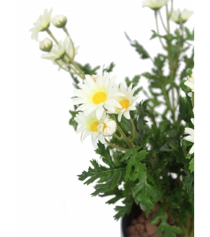 Pâquerette artificielle