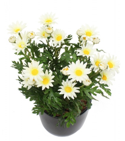 Pâquerette artificielle