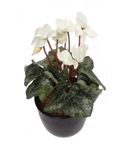 Cyclamen artificiel blanc