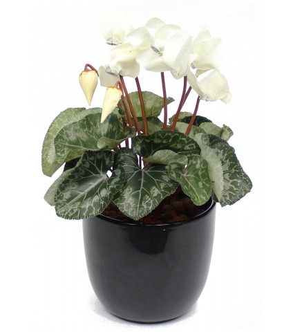 Cyclamen artificiel blanc