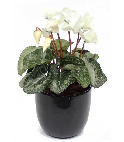 Cyclamen artificiel blanc