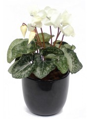 Cyclamen artificiel blanc