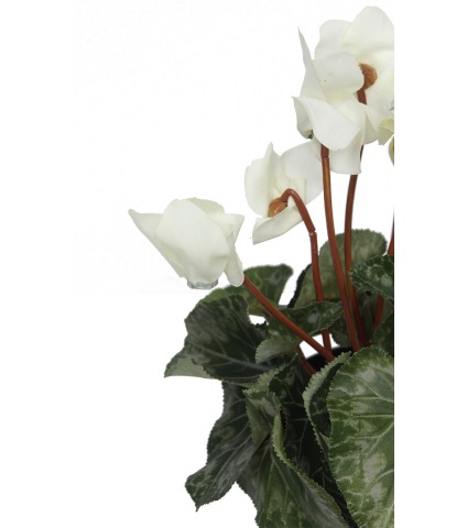 Cyclamen artificiel blanc