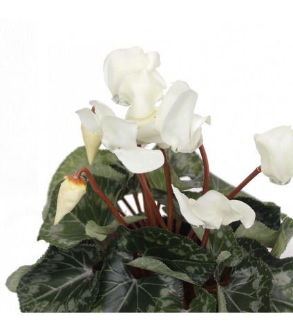 Cyclamen artificiel blanc