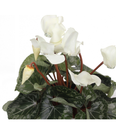Cyclamen artificiel blanc