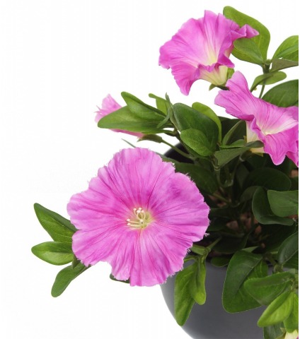 Pétunia artificiel fuchsia