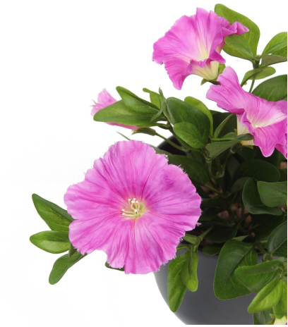 Pétunia artificiel fuchsia