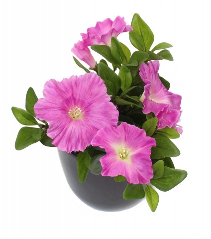 Pétunia artificiel fuchsia