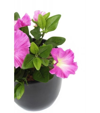 Pétunia artificiel fuchsia