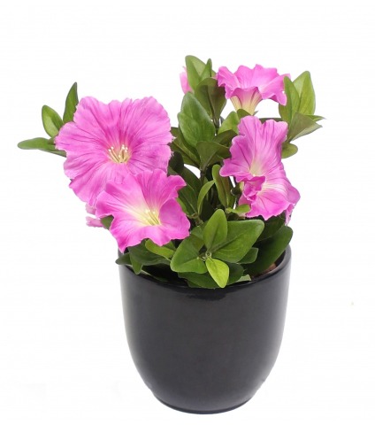 Pétunia artificiel fuchsia