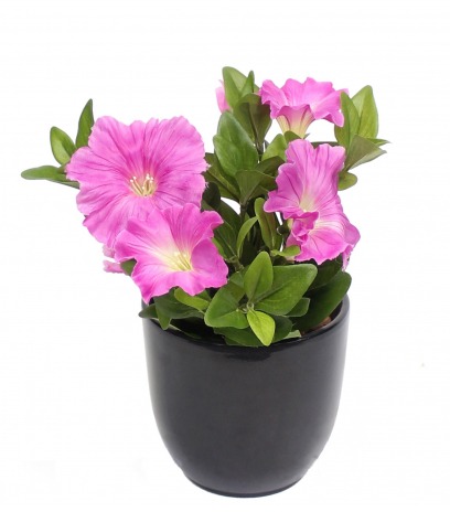 Pétunia artificiel fuchsia