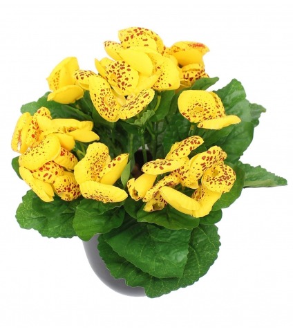 Calcéolaire artificielle jaune