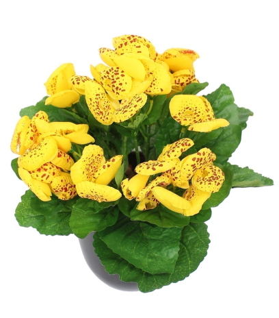 Calcéolaire artificielle jaune