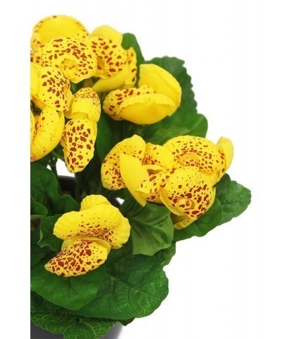 Calcéolaire artificielle jaune