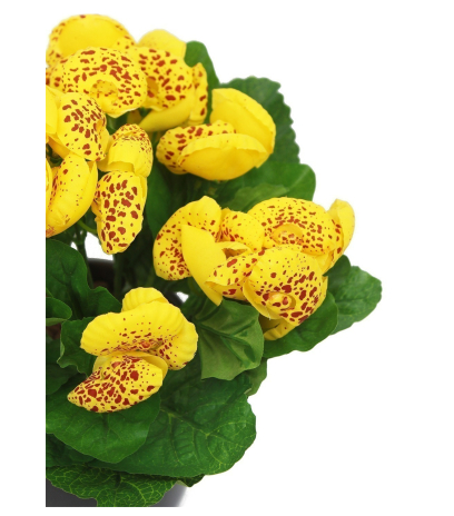 Calcéolaire artificielle jaune