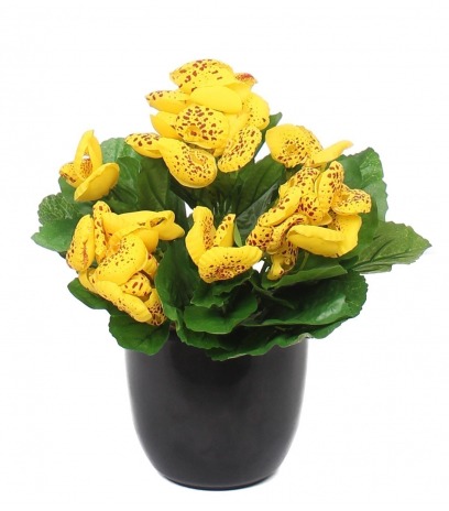 Calcéolaire artificielle jaune
