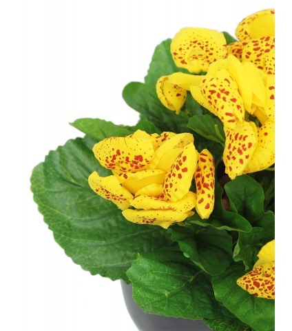 Calcéolaire artificielle jaune