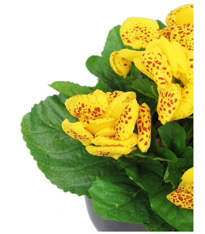 Calcéolaire artificielle jaune