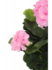 Géranium rose artificiel