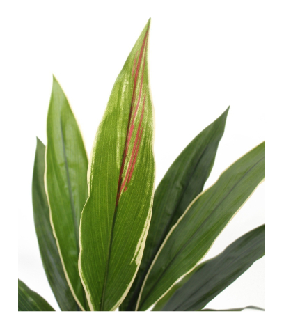 Dracaena cordyline artificiel vert
