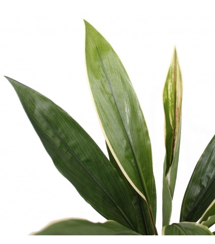 Dracaena cordyline artificiel vert