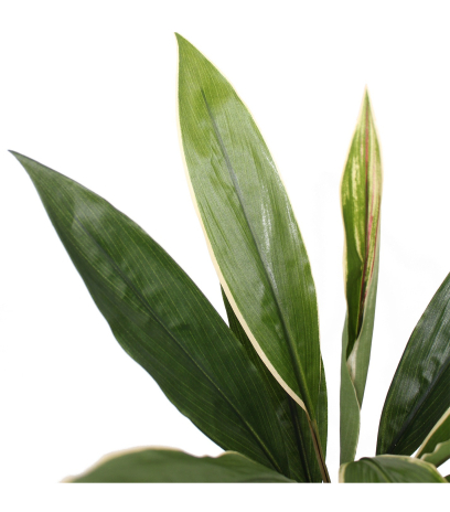 Dracaena cordyline artificiel vert