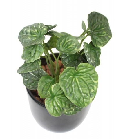 Peperomia artificiel
