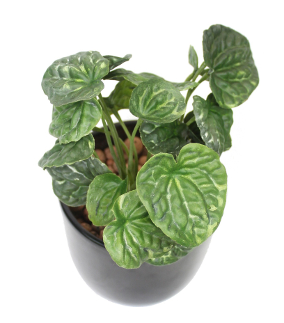 Peperomia artificiel