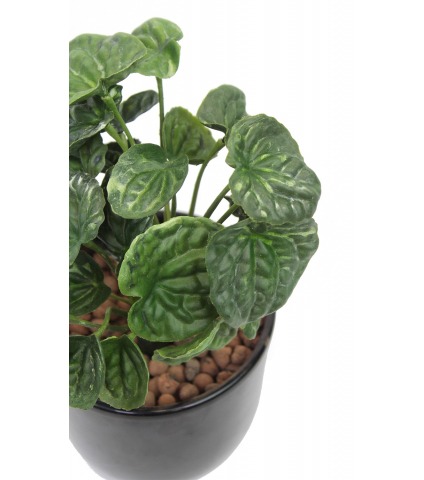 Peperomia artificiel